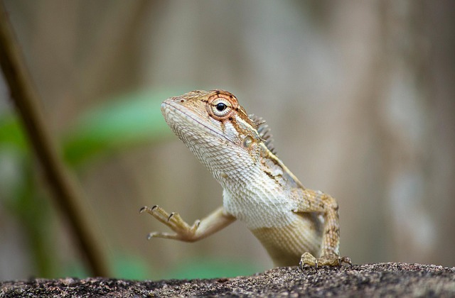 Free Oriental Garden Lizard Animal photo and picture
