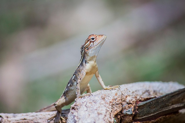 Free Oriental Garden Lizard Animal photo and picture