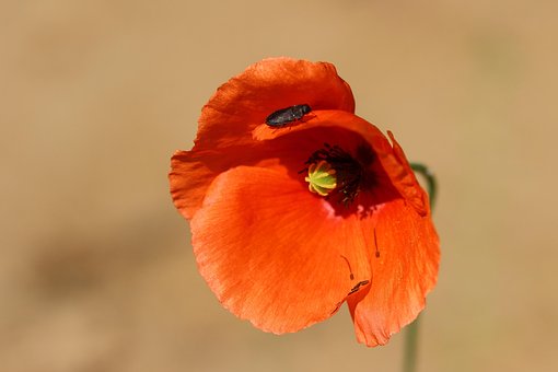 100以上の無料トウモロコシのケシ ポピー画像 Pixabay