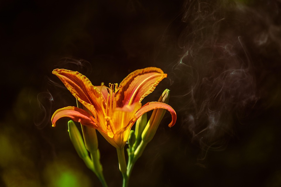 lily-7290326_960_720.jpg
