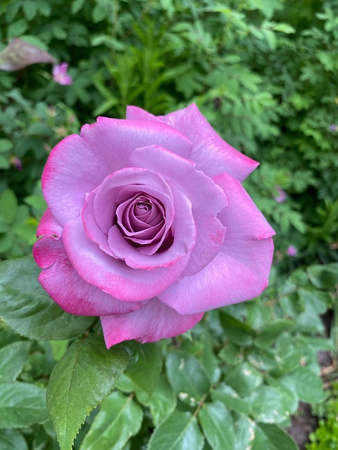 Free Flower Rose photo and picture