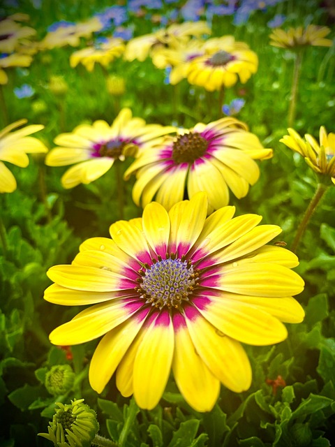 Blomster, Tusindfryd, Forår, Gul, Blomst