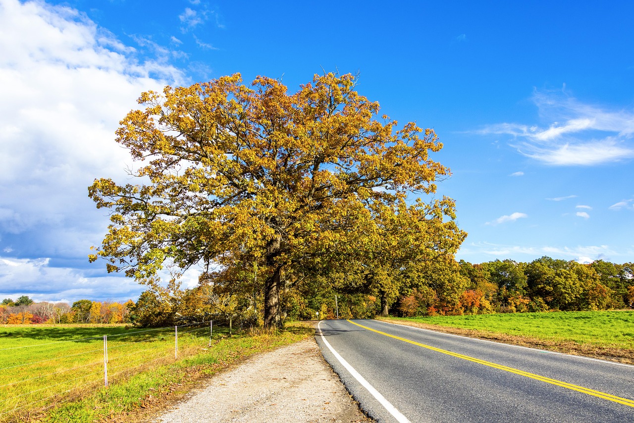 Trees Road Autumn Free photo on Pixabay Pixabay
