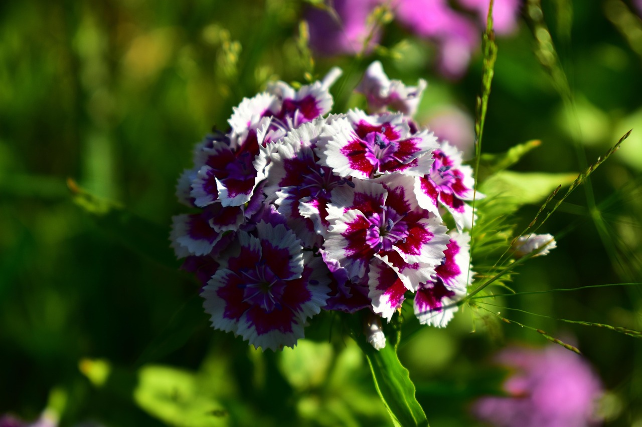 Flower Carnation Botany Free photo on Pixabay Pixabay