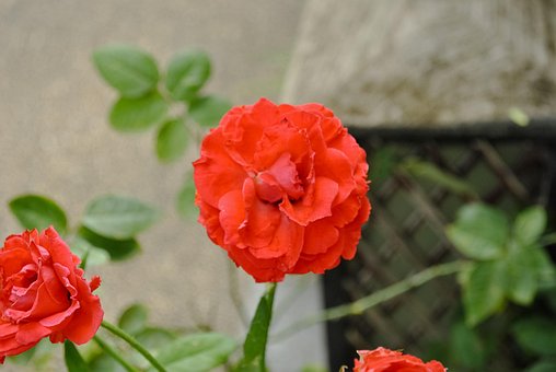 Free Rose Garden photo and picture