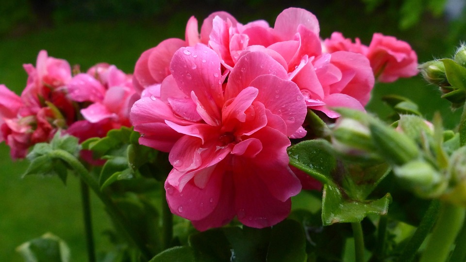 Geraniums Flowers Plants Free photo on Pixabay