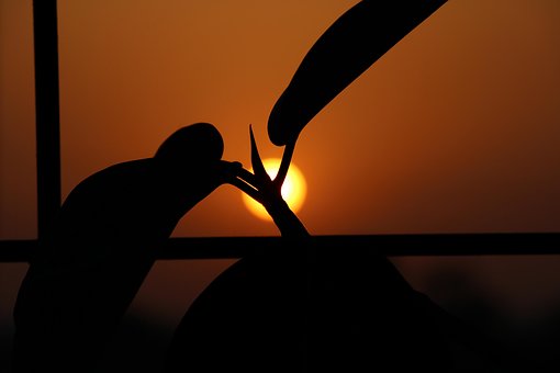 Free Sunset Sun photo and picture