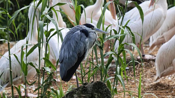 Vogel, Graureiher, Reiher, Natur