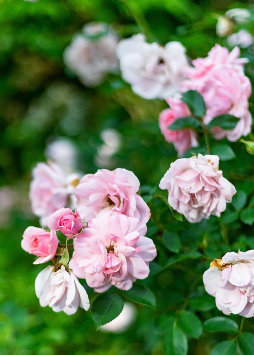 Rosen Pinke Blumen Sommerliche - Kostenloses Foto auf Pixabay - Pixabay