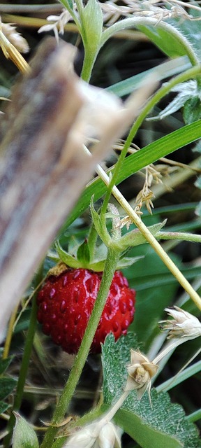 Erdbeere, Lebensmittel, Ernährung