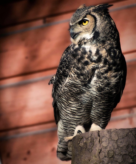 Eule, Waldkauz, Vogel, Wild, Tier, Stift