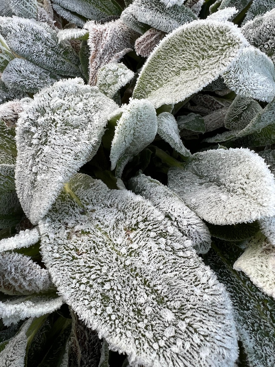 Lambs Tongue Plant Ice Free photo on Pixabay Pixabay