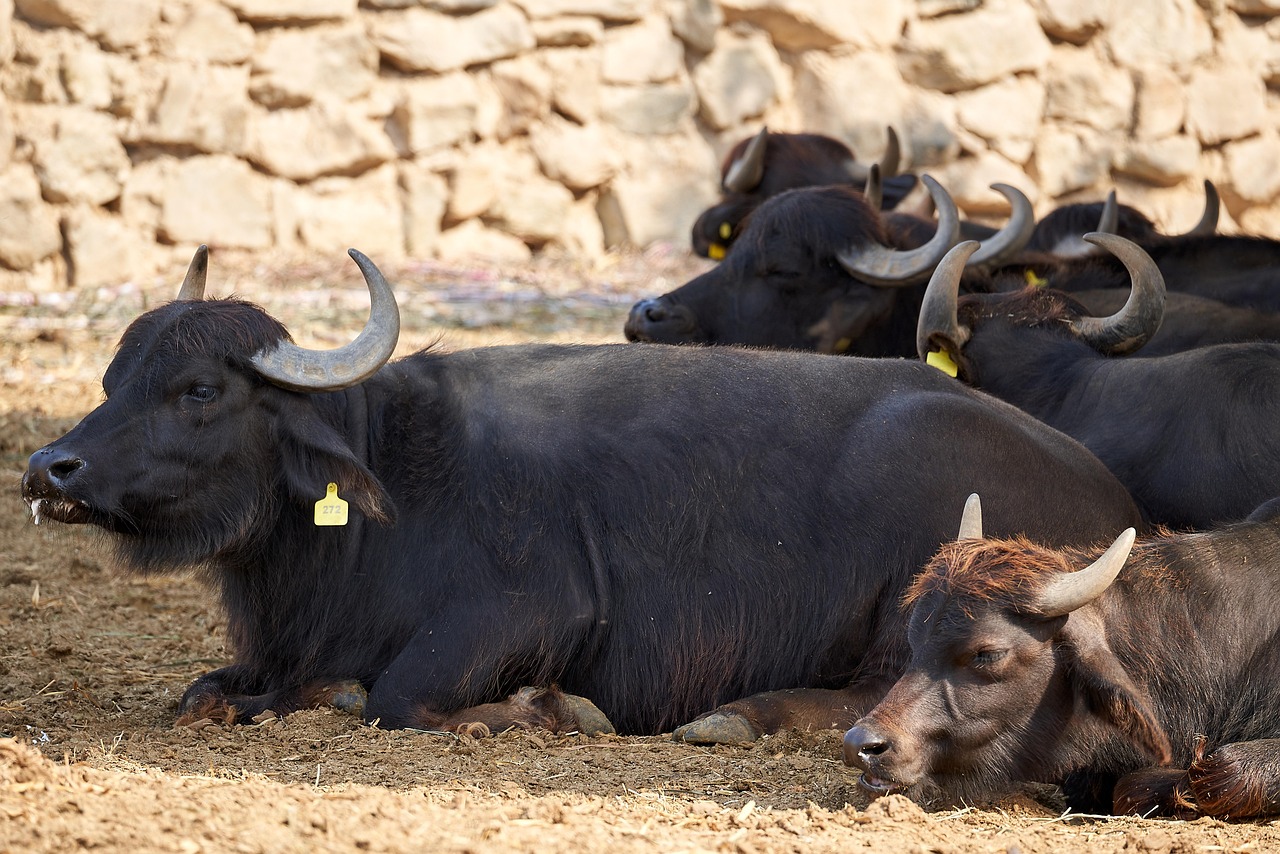 Buffalo - free online jigsaw puzzle photo