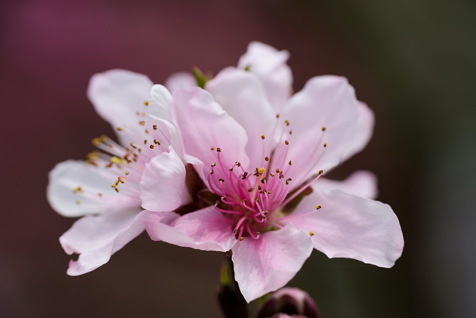복숭아꽃 핑크 꽃 꽃들 - Pixabay의 무료 사진 - Pixabay
