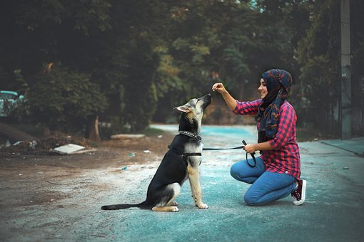 Formação, Cachorro, Bicho De Estimação