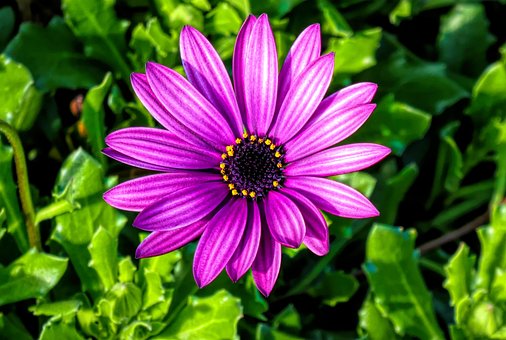 Free Cape Marguerite Flower photo and picture