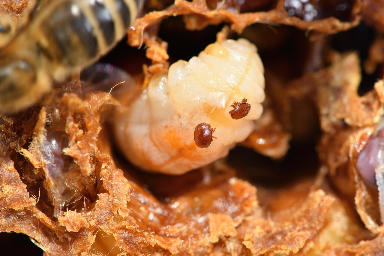 Varrora Destructor Varroa Mite Destructor - Free photo on Pixabay