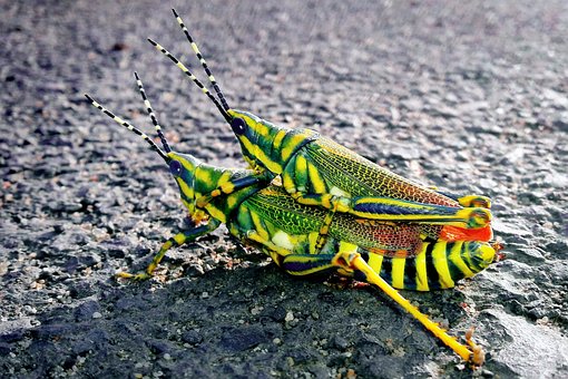 Heuschrecke, Insekten, Paarung, Tiere