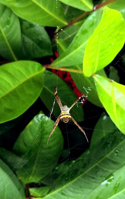 Spinne, Insekt, Spinnennetz, Fangen
