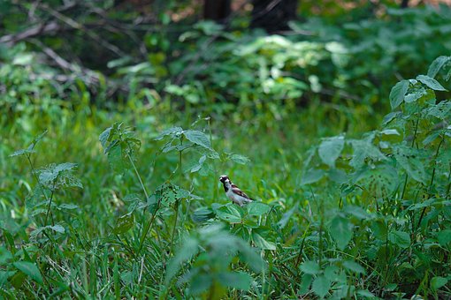 Spatz, Vogel, Tier, Vogelfoto, Federn