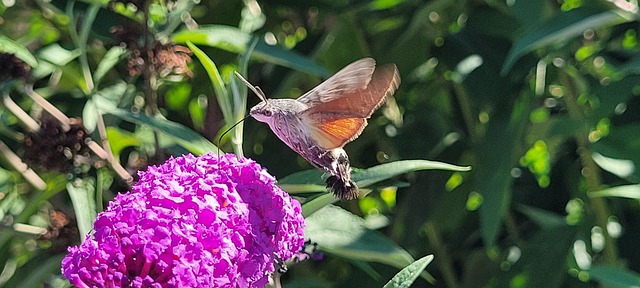 Free Hummingbird Hawk Moth Butterfly photo and picture