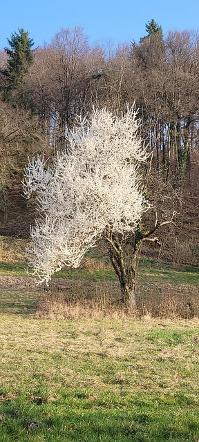Free Whimsical Tree photo and picture