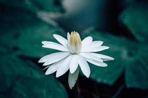 超过100 张关于 白莲花 和 莲花 的免费图片 Pixabay