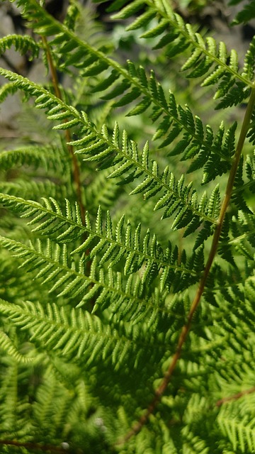 Free Fern Forest photo and picture