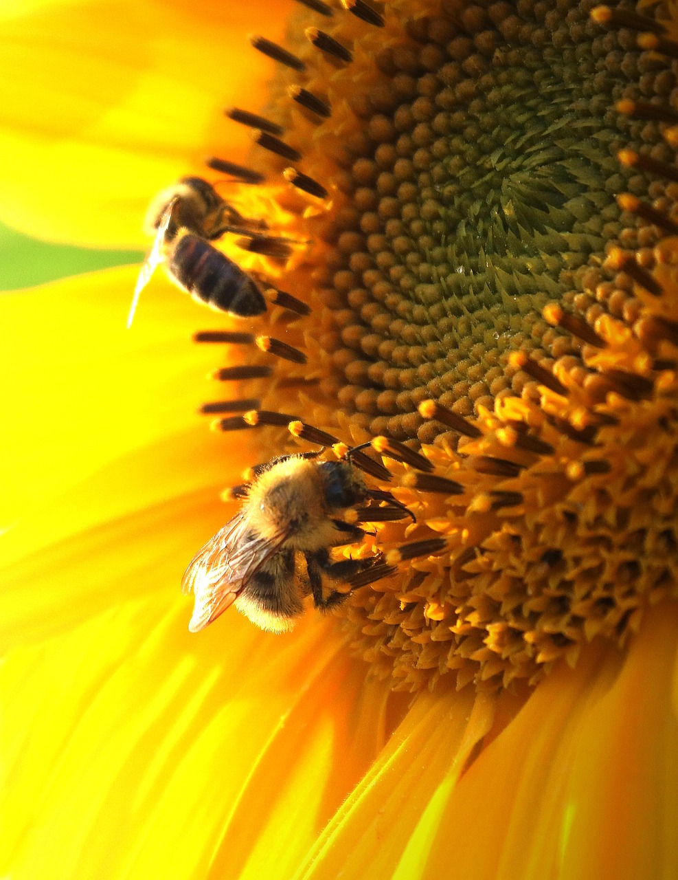 Bees Sunflower Pollination Yellow Free photo on Pixabay Pixabay