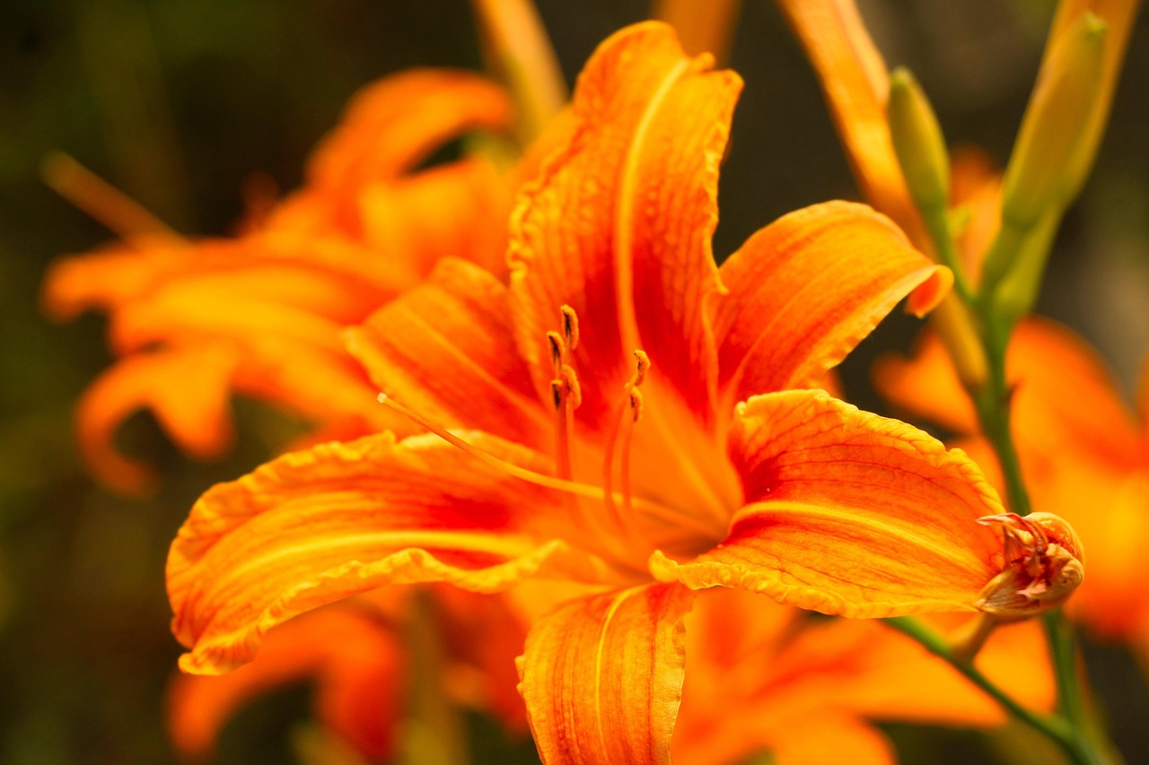 Flower Petals Lily Free photo on Pixabay Pixabay