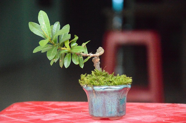 Free Bonsai Tree photo and picture