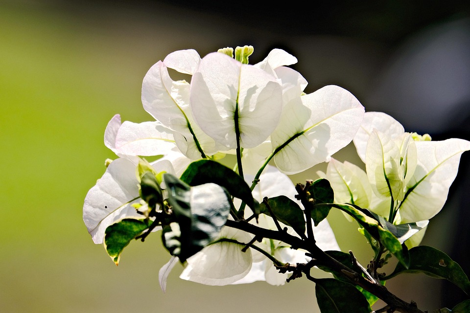 white-bougainvillea-
