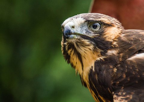 Vogel, Bussard, Vogel Des Gebets, Natur