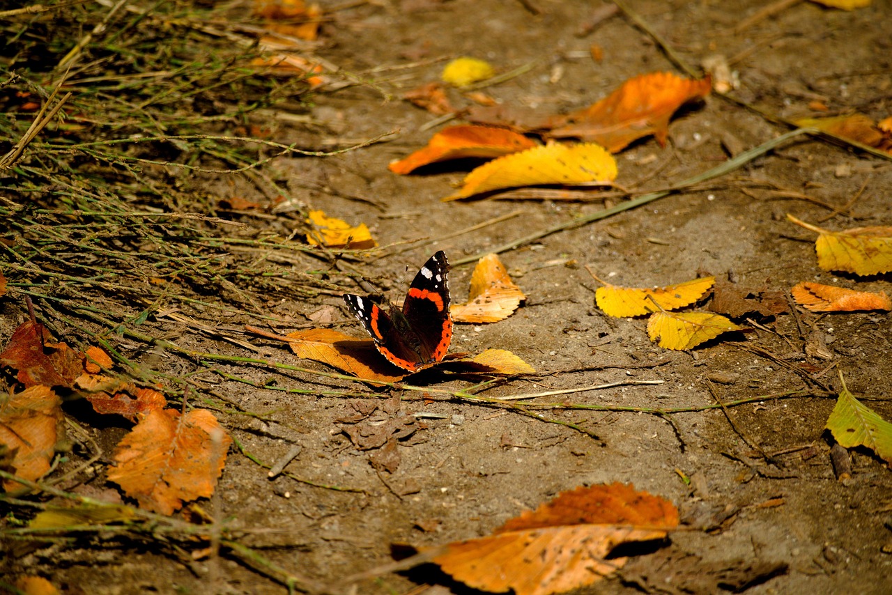 Sol Cu Insecte Papillon Insecte Sol - Photo gratuite sur Pixabay - Pixabay
