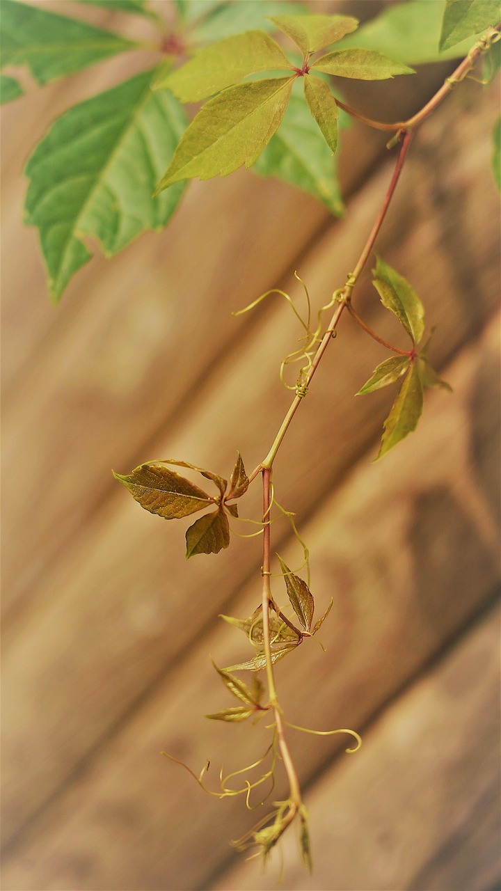 Ivy Daun-Daun Merambat - Foto gratis di Pixabay - Pixabay