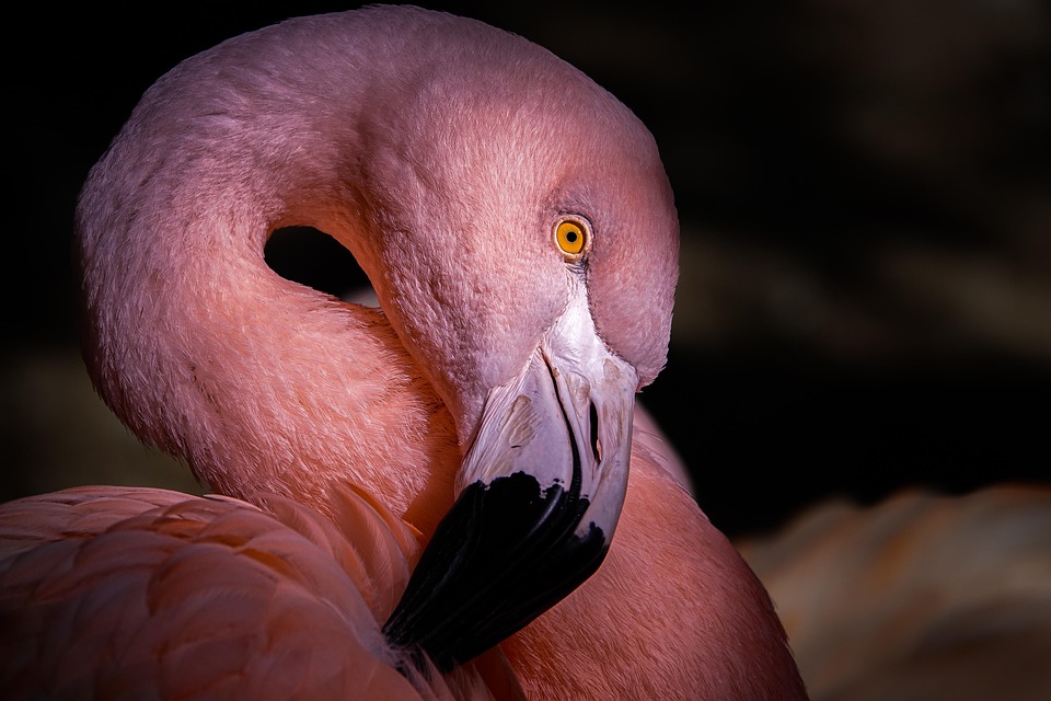 flamingo-7294544_960_720.jpg
