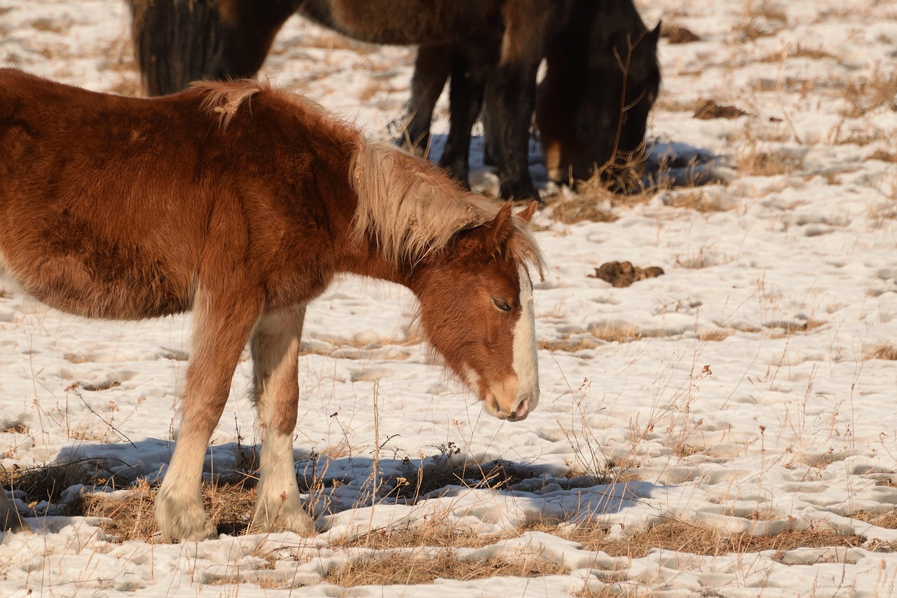 Horse - free online jigsaw puzzle photo