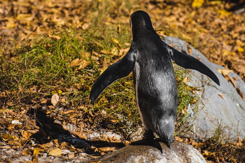 penguin-7295203_960_720.jpg
