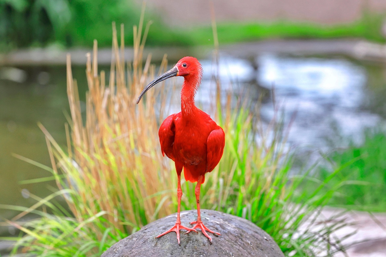 1 000 Free Scarlet Ibis Ibis Images Pixabay 1 000 Free Scarlet Ibis Ibis Images Pixabay