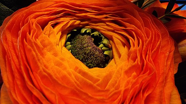 Free Flower Red photo and picture