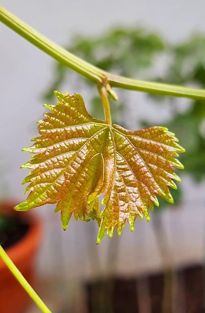 Free Plant Young photo and picture