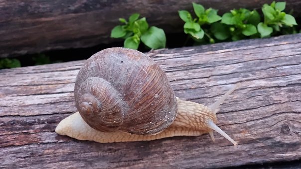 Free Snail Shell photo and picture