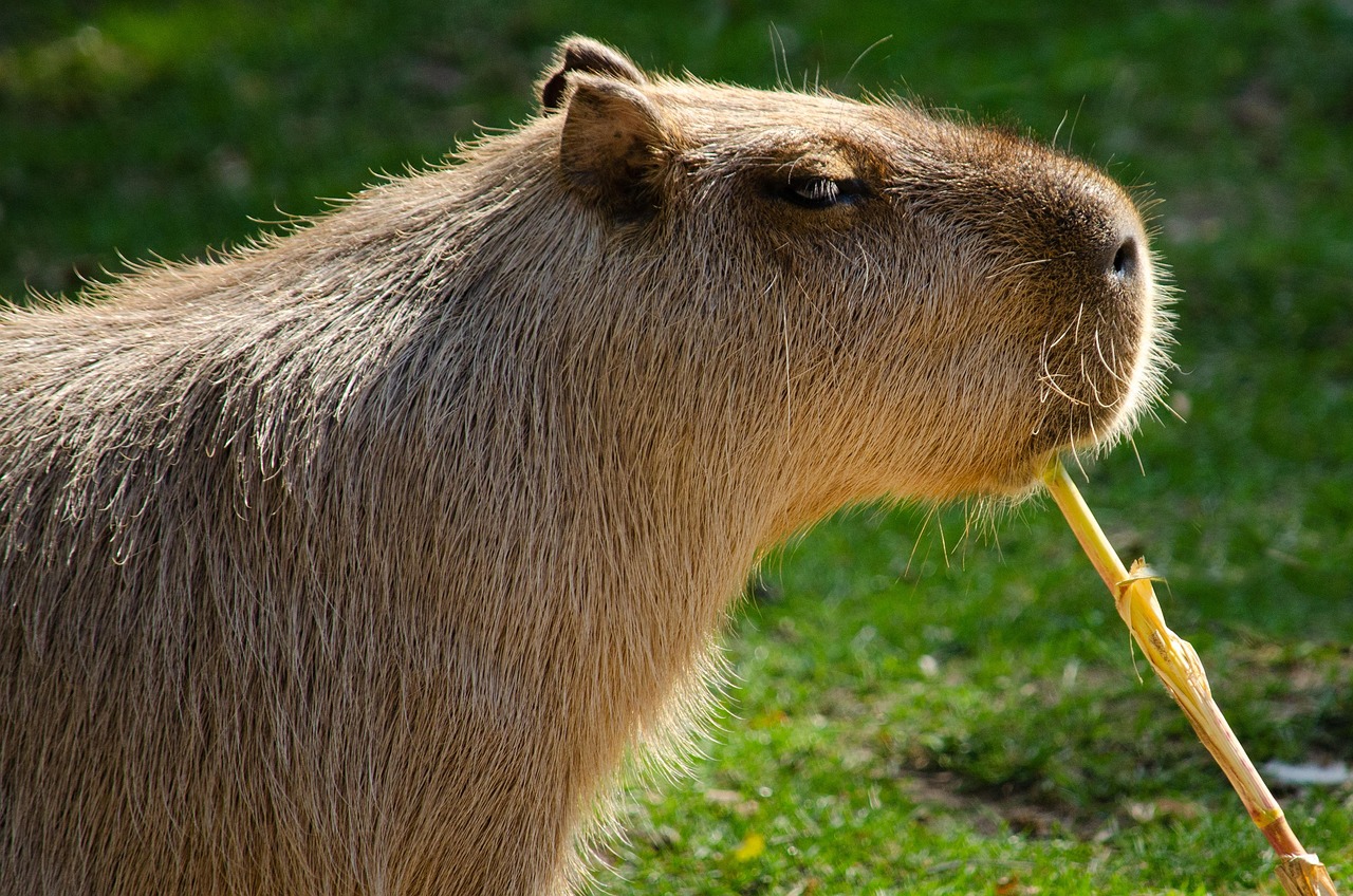 100 Free Capybara Nature Images Pixabay 100 Free Capybara Nature Images Pixabay