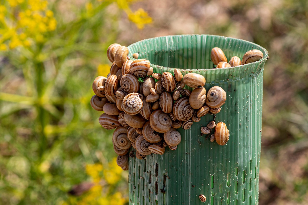 https://cdn.pixabay.com/photo/2022/07/01/18/00/snails-7296034_1280.jpg