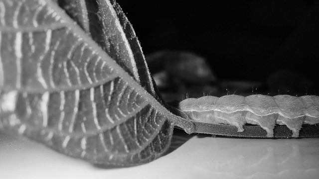 Blad, Insecten, Dol Zijn Op, Natuur