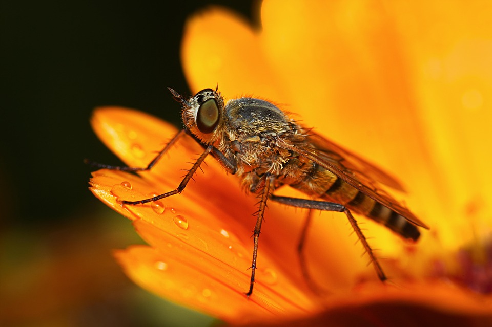 Hover Fly Insect - Free photo on Pixabay