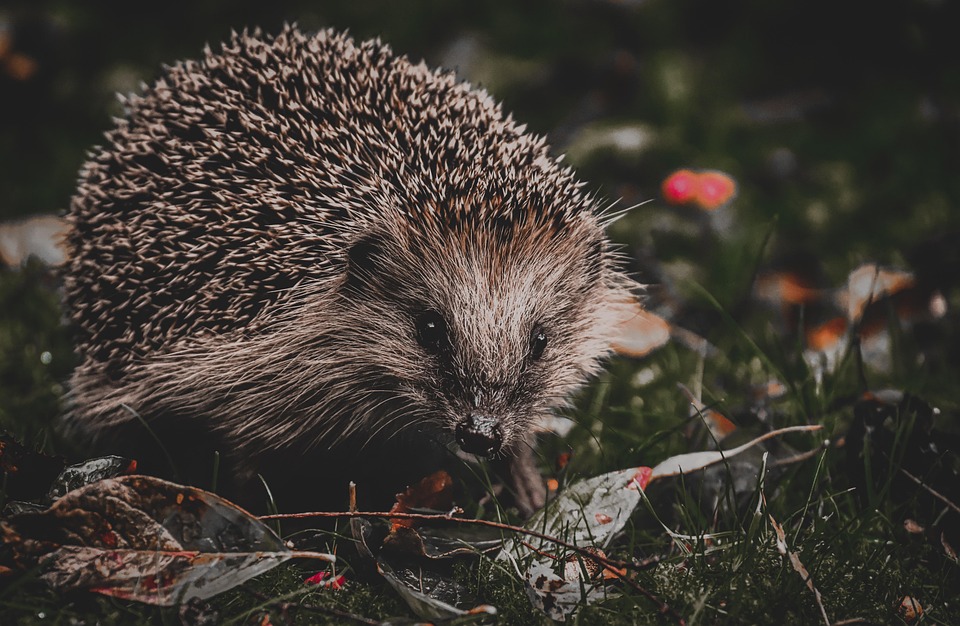hedgehog-7296308_960_720.jpg