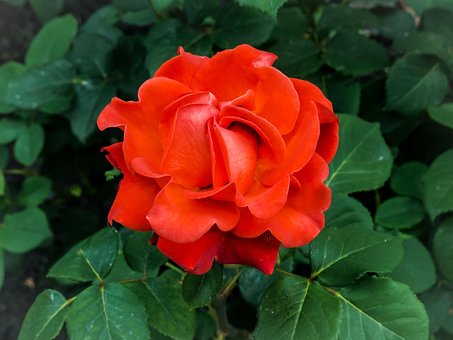 Rose, Blume, Pflanze, Rote Rose