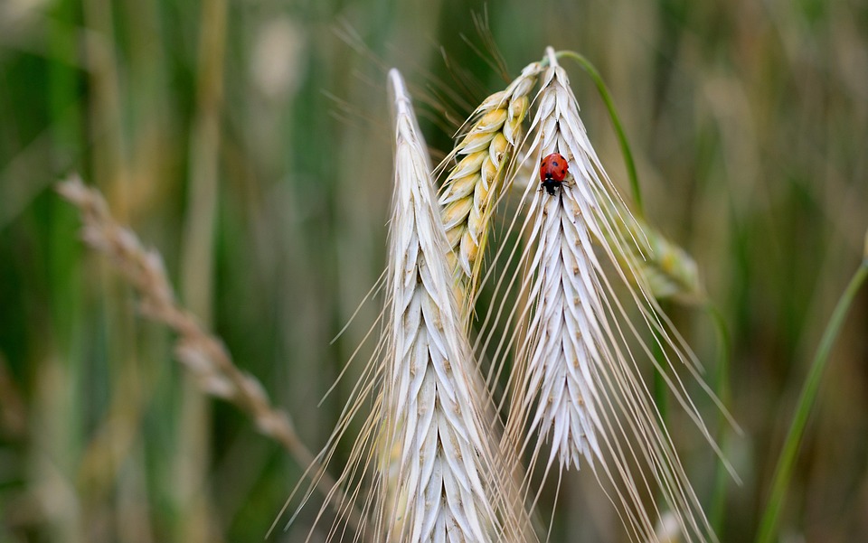spikelets-7296721_960_720.jpg