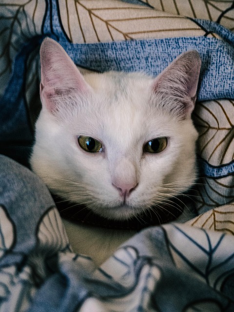 Free Cute Animal photo and picture